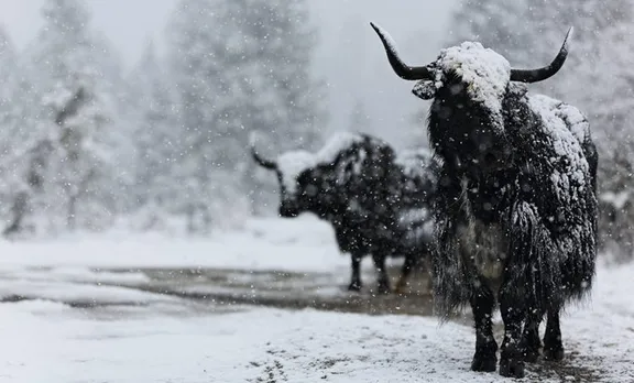 കനത്ത മഞ്ഞുവീഴ്ച: 300 യാക്കുകള്‍ ആഹാരം ലഭിക്കാതെ ചത്തു