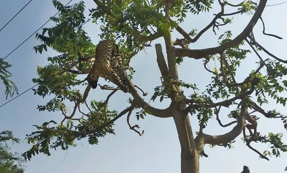 Leopard, പുള്ളിപ്പുലി, Death, ചത്തു, odisha, ഒഡീഷ. electrocuted, ഷോക്കേറ്റ് ചത്തു