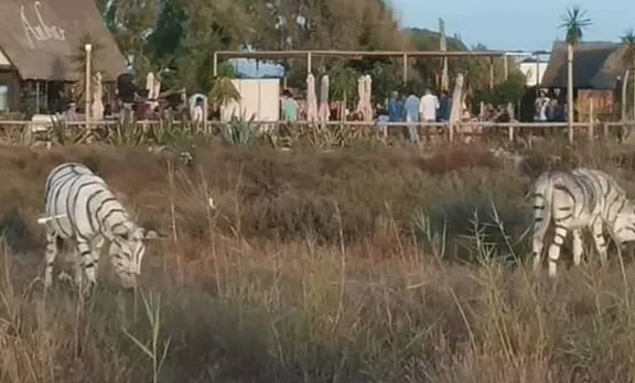 Animal Abuse, ജന്തുപീഡനം. Spain, സപെയിന്‍, wedding, വിവാഹം, case, കേസ്, donkey കഴുത