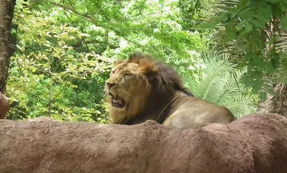 Lion, സിംഹം, Hyderabad, ഹൈദരാബാദ്, death, മരണം, paralyze . പക്ഷാഘാതം