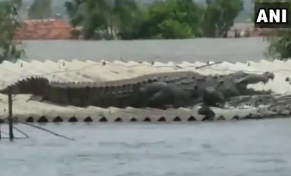 flood-hit Karnataka, crocodile, ie malayalam