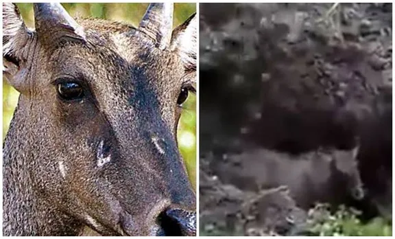 കാടത്തം മിണ്ടാപ്രാണിയോട്; നില്‍ഗായിയെ ജീവനോടെ കുഴിച്ചുമൂടുന്ന വീഡിയോ