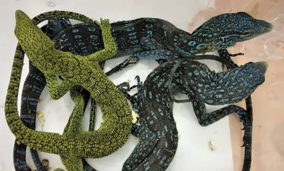 lizard, ie malayalam