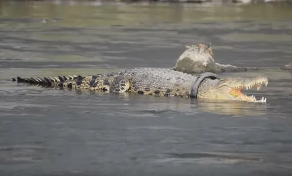 Palu,crocodile,bike tyre,crocodile stuck in tyre,Palu Indonesia,indonesia crocodile, ഇന്തോനേഷ്യ, മുതല, ടയര്‍ കുടുങ്ങിയാല്‍