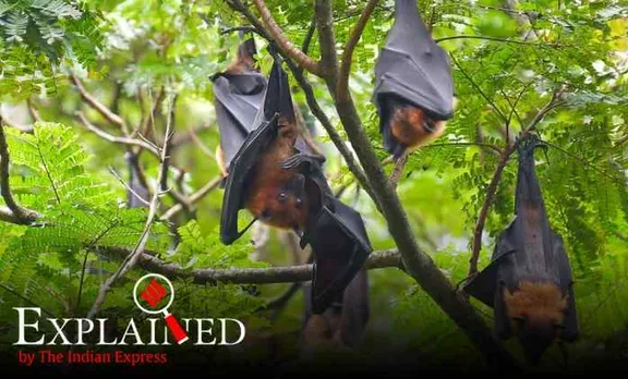 Explained: വെെറസ് വാഹകരാവുമ്പോഴും വവ്വാലുകൾക്ക് എന്തുകൊണ്ട് രോഗബാധ വരുന്നില്ല?