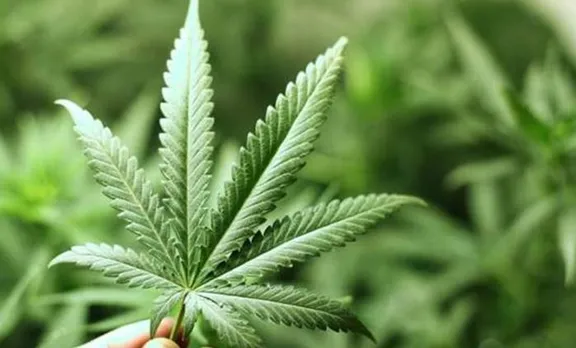 യുവാക്കൾ തമ്പടിക്കുന്ന സ്ഥലത്ത് പരിശോധന; കണ്ടെത്തിയത് 56 കഞ്ചാവ് ചെടികൾ