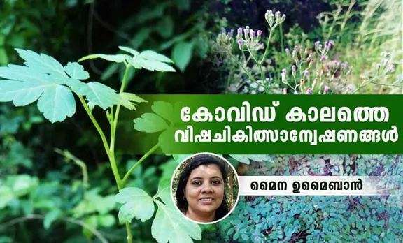 corona treatment, corona alternate treatment, coronavirus treatment, covid 19 treatment, alternate treatment for corona, alternate treatment for covid 19, കൊറോണ ചികിത്സ, കൊറോണ, വിഷവൈദ്യം, വിഷചികിത്സ, മൈന ഉമൈബാന്‍