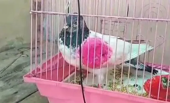 വെറുമൊരു പ്രാവായൊരെന്നെ നിങ്ങള്‍ ചാരനെന്ന് വിളിച്ചില്ലേ...?