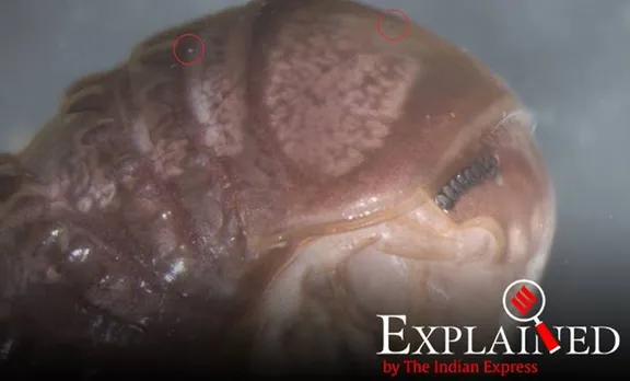 troglomyces twitteri, mycokeys, mycokeys journal, north american millipede, cambala annulata, express explained