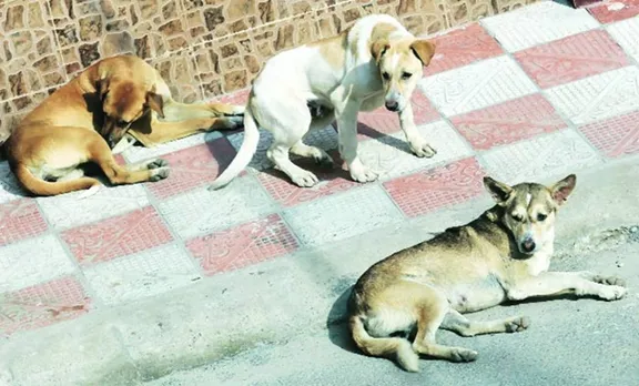 പട്ടിയിറച്ചി കഴിക്കുന്നത്,പട്ടിയിറച്ചിക്ക് വിലക്ക്,നാഗാലാൻഡ് ഭക്ഷണം,Nagaland food,dog meat