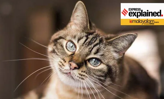covid-19 vaccine, കോവിഡ്-19 വാക്‌സിന്‍, cat coronavirus, can cats get covid 19, പൂച്ചകള്‍ക്ക് കൊവിഡ്-19 ബാധിക്കുമോ, coronavirus cat drug, പൂച്ചകള്‍ക്കുള്ള കൊറോണ വൈറസ് മരുന്ന് മനുഷ്യരില്‍ പരീക്ഷിക്കുന്നു, cats coronavirus human trials, sarscov2 research, കൊറോണവൈറസ് മരുന്ന് പരീക്ഷണം,iemalayalam