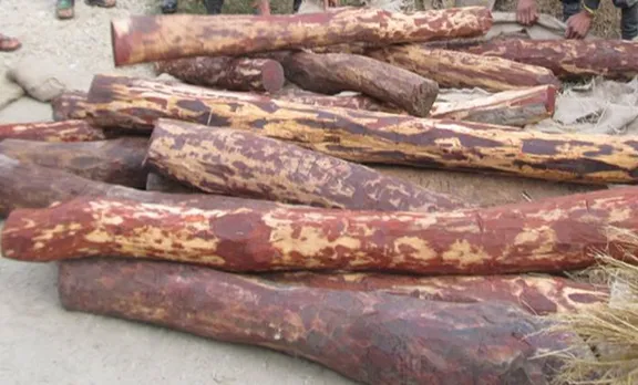 Sandalwood seized, വൻ ചന്ദന വേട്ട, Sandalwood seized from Kasargode, കാസർഗോഡ് വൻ ചന്ദന വേട്ട, iemalayalam