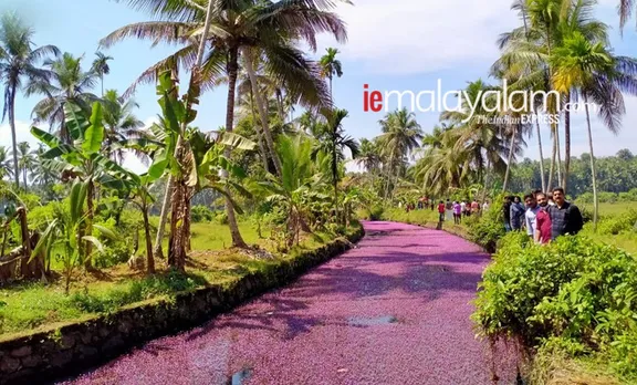 pink bloom, പിങ്ക് വസന്തം, avala village, ആവള ഗ്രാമം, Forked Fanwort, mullan payal, മുള്ളന്‍പായല്‍, camomba furcata, കബോംബ ഫര്‍ക്കേറ്റ, cabomba caroliniana, കബോംബ കരോളിനിയാന, മുള്ളന്‍പായല്‍, Forked Fanwort photos, മുള്ളന്‍പായല്‍ ചിത്രങ്ങൾ, Forked Fanwort photos avala, mullan payal photos avala, മുള്ളന്‍പായല്‍ ചിത്രങ്ങൾ ആവള, Forked Fanwort photos perambra, mullan payal photos perambra, മുള്ളന്‍പായല്‍ ചിത്രങ്ങൾ പേരാമ്പ്ര, Forked Fanwort photos kozhikode, mullan payal photos kozhikode, മുള്ളന്‍പായല്‍ ചിത്രങ്ങൾ കോഴിക്കോട്, Forked Fanwort photos kerala, mullan payal photos kerala,  മുള്ളന്‍പായല്‍ ചിത്രങ്ങൾ കേരള, avala pandi, ആവളപ്പാണ്ടി, indian express malayalam, ഇന്ത്യൻ എക്‌സ്‌പ്രസ് മലയാളം, ie malayalam, ഐഇ മലയാളം