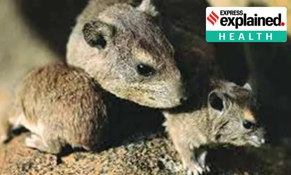 Chapare virus, Chapare like Ebola virus, Centers for Disease Control, rodents, Chapare virus news, indian express