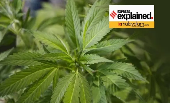 cannabis, cannabis drug, കഞ്ചാവ്, cannabis in india, കഞ്ചാവ് ഇന്ത്യയിൽ, cannabis ban, കഞ്ചാവ് നിരോധനം, cannabis illegal, കഞ്ചാവ് നിയമനടപടികൾ, cannabis legal, ganja india, charas india,ചരസ്, hashish oil, ഹാഷിഷ് ഓയില്‍ cannabis narcotic drug, indian express malayalam, ഇന്ത്യൻ എക്‌സ്‌പ്രസ് മലയാളം, ie malayalam, ഐഇ മലയാളം