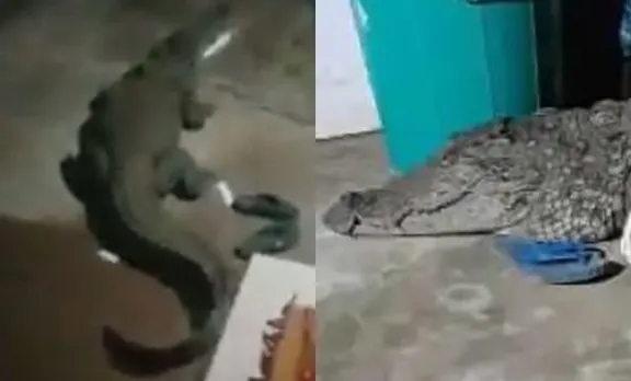 Crocodile