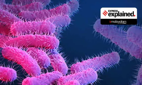 health department, ആരോഗ്യവകുപ്പ്, kerala news, shigella, ഷിഗെല്ല, ഷിഗല്ല, bacteria, ബാക്ടീരിയ, Kozhikode, കോഴിക്കോട്, iemalayalam, ഐഇ മലയാളം