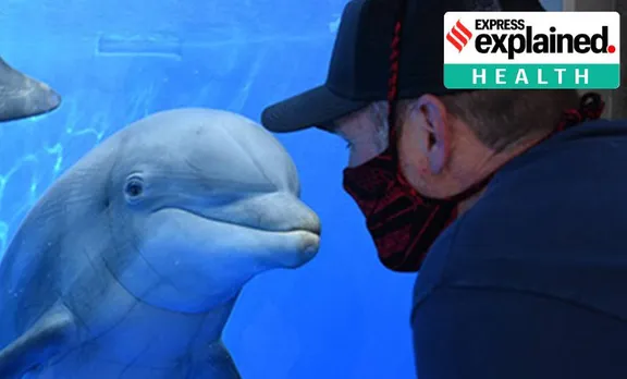 covid 19, covid 19 studies, covid 19 dolphins, whales coronavirus, coronavirus vaccine, coronavirus covid 19 news, indian express explained