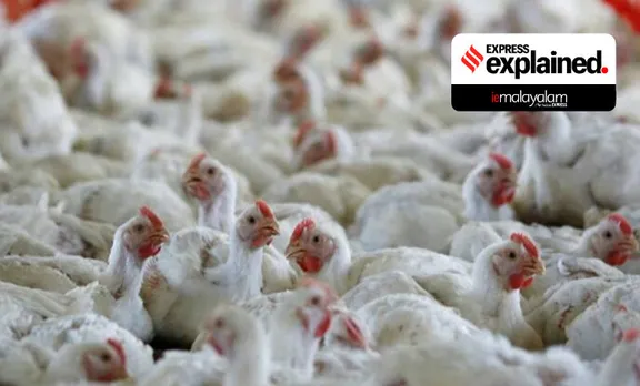 Bird flu, India bird flu, Culling birds, What is bird flu, Bird flu affected areas India, പക്ഷിപ്പനി,Indian Express, ie malayalam