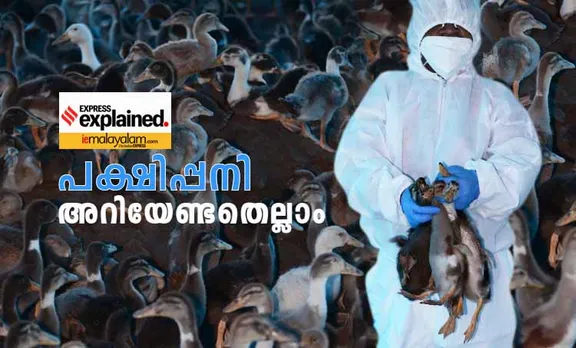 bird flu, പക്ഷിപ്പനി, bird flu in kerala, പക്ഷിപ്പനി കേരളത്തിൽ, bird flu symptoms, പക്ഷിപ്പനി ലക്ഷണങ്ങൾ, what is bird flu, എന്താണ് പക്ഷിപ്പനി? bird flu treatment, പക്ഷിപ്പനി ചികിത്സ, bird flu virus, പക്ഷിപ്പനി പരത്തുന വൈറസ്‌, H5N1, birds flu chicken, കേരളത്തിൽ പക്ഷിപ്പനി ജാഗ്രത,  പക്ഷിപ്പനി കോഴിക്കോട്, bird flu news, പക്ഷിപ്പനി വാർത്തകൾ, malayalam news, news malayalam, malayalam news, malayalam varthakal, മലയാളം വാര്‍ത്തകള്‍, today malayalam news, today news malayalam, todays malayalam news, malayalam today's news, ഇന്നത്തെ മലയാളം വാര്‍ത്തകള്‍, news in malayalam, വാര്‍ത്തകള്‍ മലയാളത്തില്‍, kerala news headlines, കേരള വാര്‍ത്തകള്‍, latest news, പുതിയ വാര്‍ത്തകള്‍, katest malayalam news, പുതിയ മലയാളം വാര്‍ത്തകള്‍, indian express malayalam, ഇന്ത്യന്‍ എക്സ്പ്രസ് മലയാളം, ie malayalam, ഐഇ മലയാളം