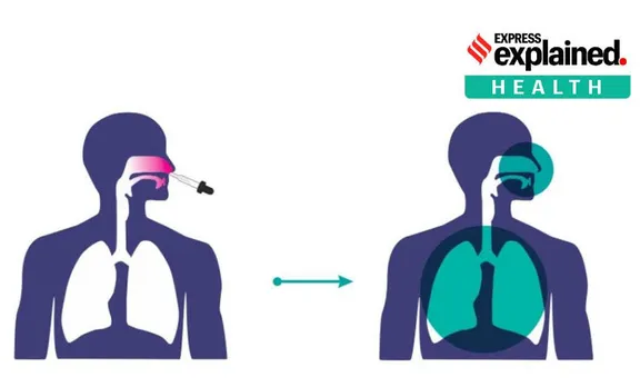 Coronavirus vaccine, covid vaccine, Intranasal covid vaccine, Intranasal bharat biotech vaccine, new Intranasal vaccine, indian express, express explained, മൂക്കിലൂടെ ഉപയോഗിക്കാവുന്ന വാക്സിൻ, കോവിഡ് വാക്സിൻ, ഇൻട്രാനാസൽ വാക്സിൻ, വാക്സിൻ, കോവിഡ്-19, കൊറോണ, ഭാരത് ബയോടെക്, malayalam, news, malayalam news, news in malayalam, latest news in malayalam, വാർത്ത, വാർത്തകൾ, മലയാളം വാർത്ത, മലയാളം വാർത്തകൾ, ie malayalam