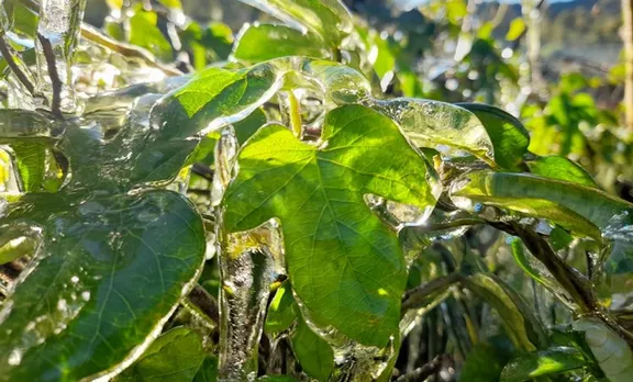 തണുത്തുറഞ്ഞ് മൂന്നാർ; താപനില മൈനസ് രണ്ട് ഡിഗ്രിയിലെത്തി, ചിത്രങ്ങൾ