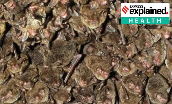 Coronavirus and bats, Covid bats, Covid origins, Covid bats China, Indian Express, കോവിഡ്, കൊറോണ, കൊറോണ വൈറസ്, ie malayalam