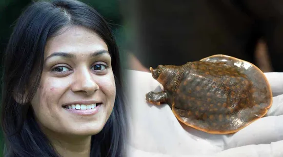Bheeman Aama, Giant Softshell Turtle, Cantor's Giant Softshell Turtle, Ayushi Jain, Pala Poovan, ഭീമൻ ആമ, പയസ്വനി പുഴ, ചന്ദ്രഗിരി പുഴ, endangered turtle species, endangered species, Wildlife Institute of India, KFRI, ie Malayalam, ഐ ഇ മലയാളം