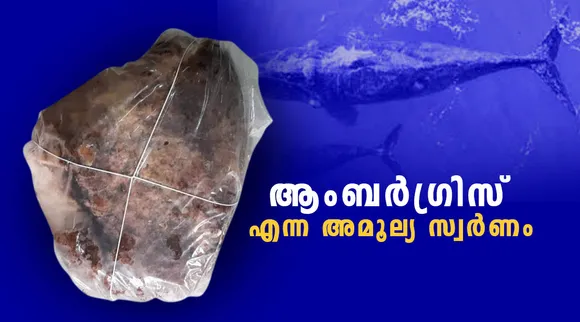 Ambergris: ആംബർഗ്രിസ് എന്ന അമൂല്യ സ്വർണം
