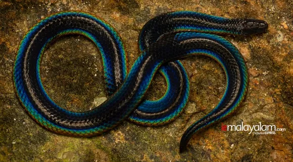 Shield Tail Snakes, ഷീല്‍ഡ് ടെയില്‍ പാമ്പുകള്‍, New Shield Tail Snake Found, Wild Life Photography, വൈല്‍ഡ് ലൈഫ് ഫോട്ടോഗ്രഫി, Mridula Murali Photographer, മൃദുല മുരളി, Photography, Snake Photography, Shield Tail Snakes kerala, Shield Tail Snakes Munnar, Shield Tail Snakes study, Shield Tail Snakes research, Dr Vivek Philip Syriac, Dr Vivek Philip Syriac Shield Tail snakes, indian express malayalm, ie malayalam, ഐഇ മലയാളം