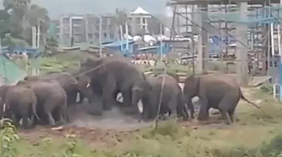 elaphants, palakkad iit, ആനകൾ, ഐഐടി, പാലക്കാട് ഐഐടി