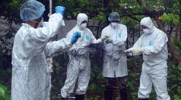 Nipah, Nipah Virus, Nipah in Kozhikode, Kozhikode, Kozhikode Nipah, Kerala Nipah, Nipah in Kerala, നിപാ വൈറസ്, കോഴിക്കോട്, നിപ, നിപാ, നിപാ കോഴിക്കോട്, malayalam news, kozhikode news, kerala news, ie malayalam