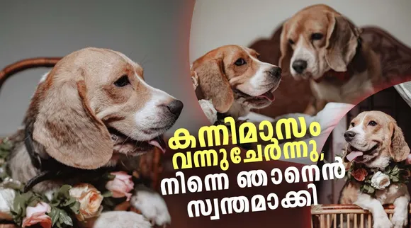 dog wedding, acid dog wedding, janvi dog wedding, dog wedding punnayoorkkulam, dog wedding vadanappilli, dog wedding kerala, dog wedding kunnathumana heritage resort, dog wedding thrissur, indian express malayalam, ie malayalam