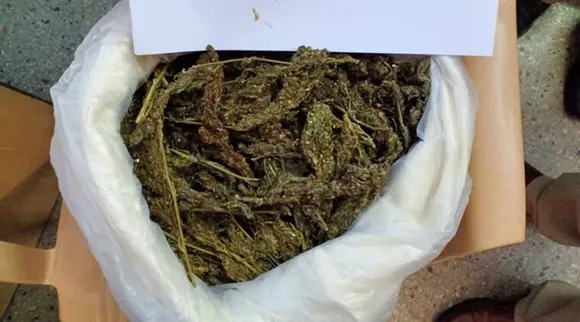 Marijuana, NDPS Act