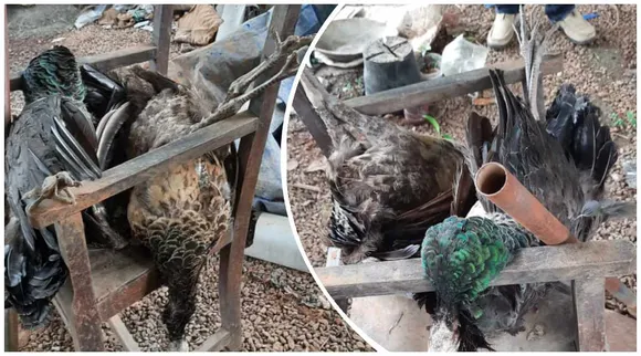 Peacocks killed in Thrissur, Two peacocks killed in Thrissur, Priest taken in to custody peacocks killing, Peacocks killed Priest arrest Thrissur, peacocks killing Thrissur priest, Thrissur priest arrest forest department, Thrissur priest arrest peacocks killing, kerala news, crime news, latest news, indian express malayalam, ie malayalam