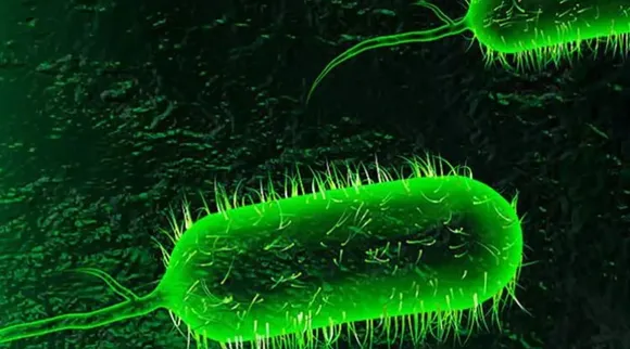 Cholera, Cholera Symptoms