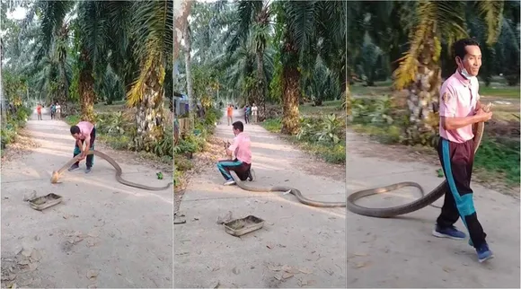 king cobra rescue, thai cobra rescue vial video, snake viral video, ie malayalam