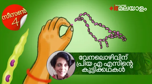 വയലറ്റ് പയറുമണികള്‍
