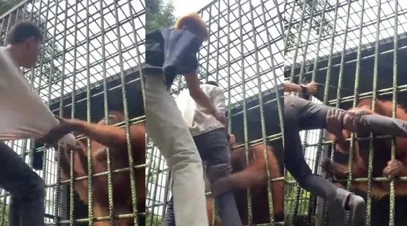 orangutan attacks man, Indonesia, viral video