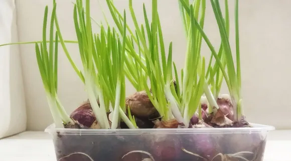 Spring Onion grow in water, Spring Onion grow tips