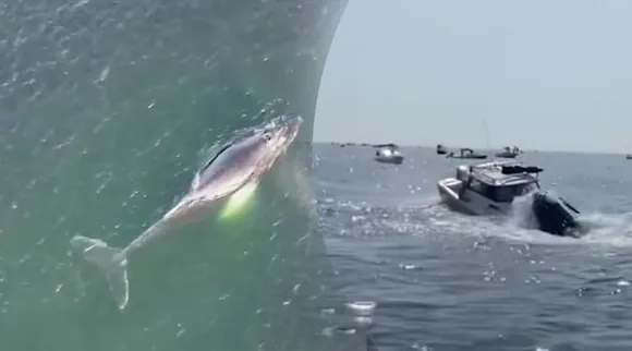 Viral Video, Whale Video