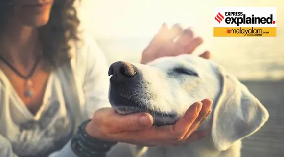 zoonotic diseases, zoonotic diseases symptoms, zoonotic diseases treatment