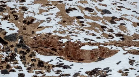 optical illusion, spot the hidden snow leopard, optical illusion IQ test