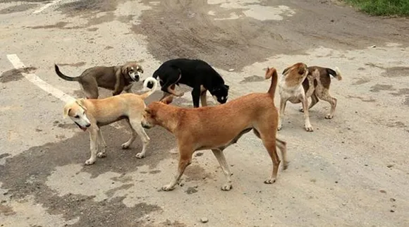 Stray dogs| Rabies death| dog bite