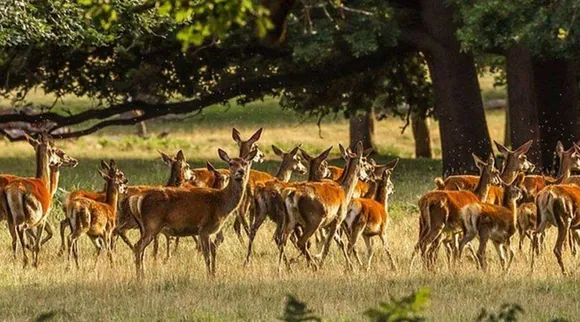 Optical illusion, Optical illusion viral, Optical illusion lion among deer