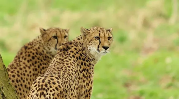 cheetahs, forest, ie malayalam