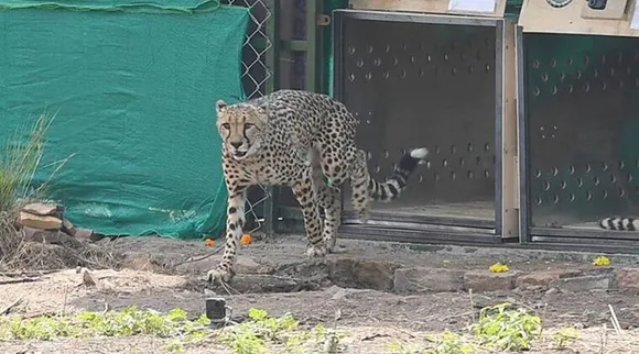 Cheetah, Kuno