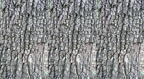 Optical illusion, spot the hidden snake, optical illusion hidden snake, ie malayalam