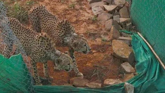 Cheetah, South Africa