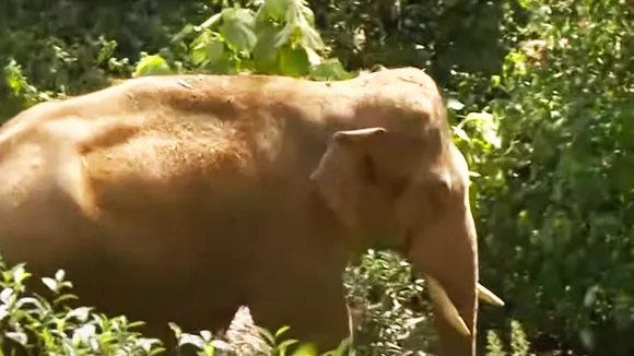 arikomban 1